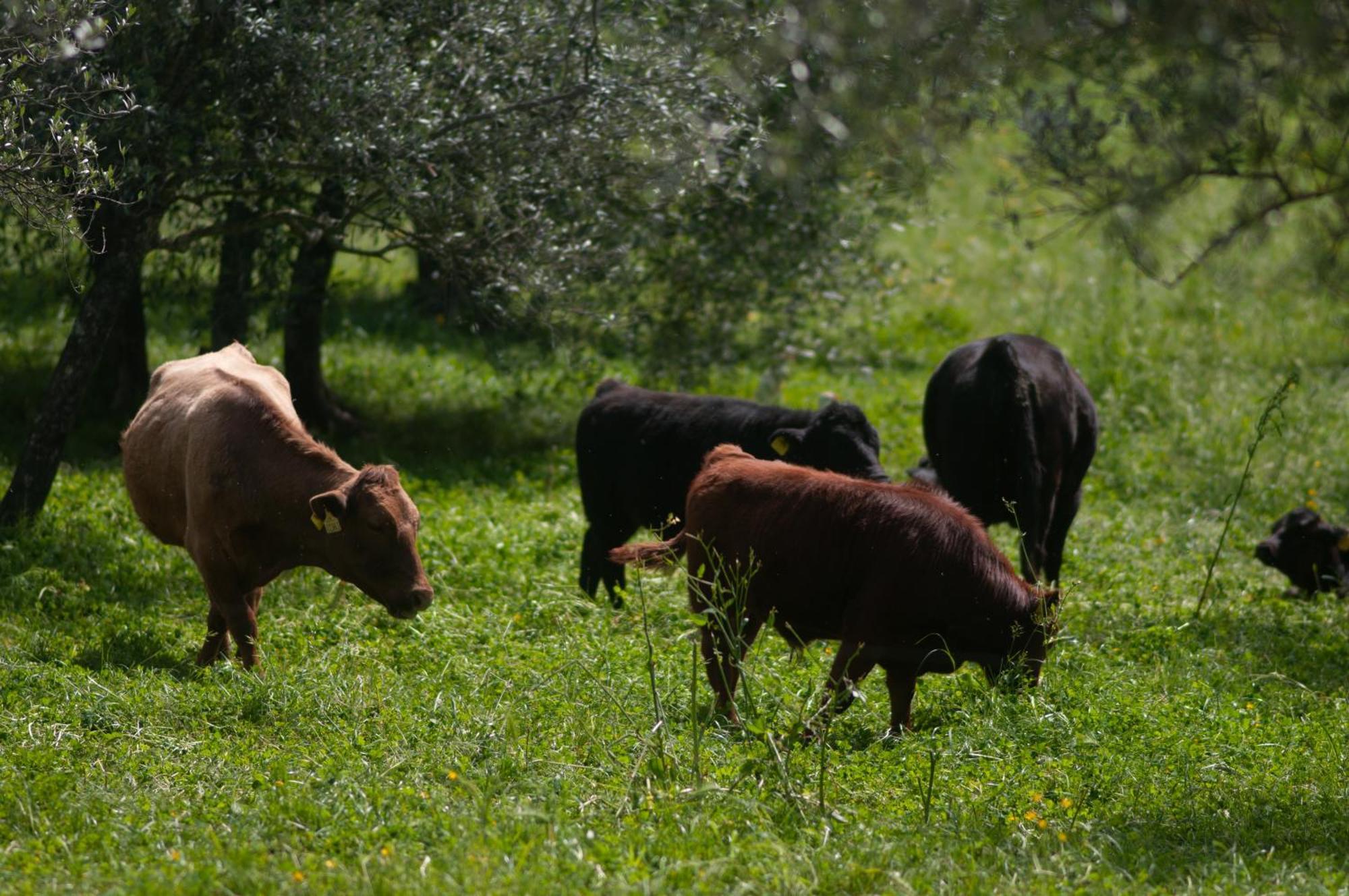 Gasthaus Fattoria Di Maiano Fiesole Exterior foto